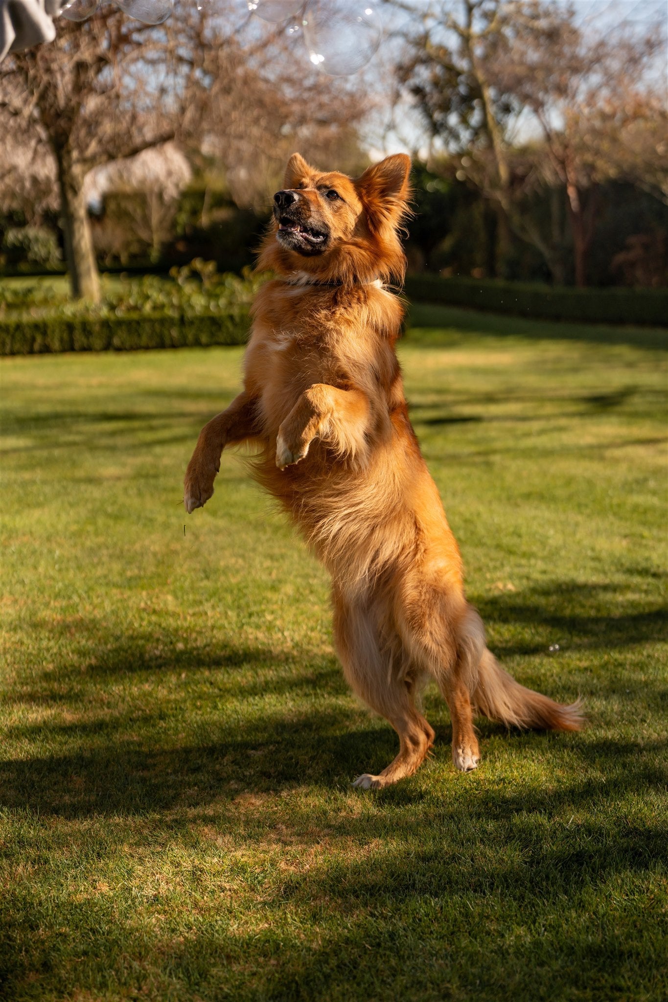 🌿 How Omega-3 Supports Joint Health in Dogs