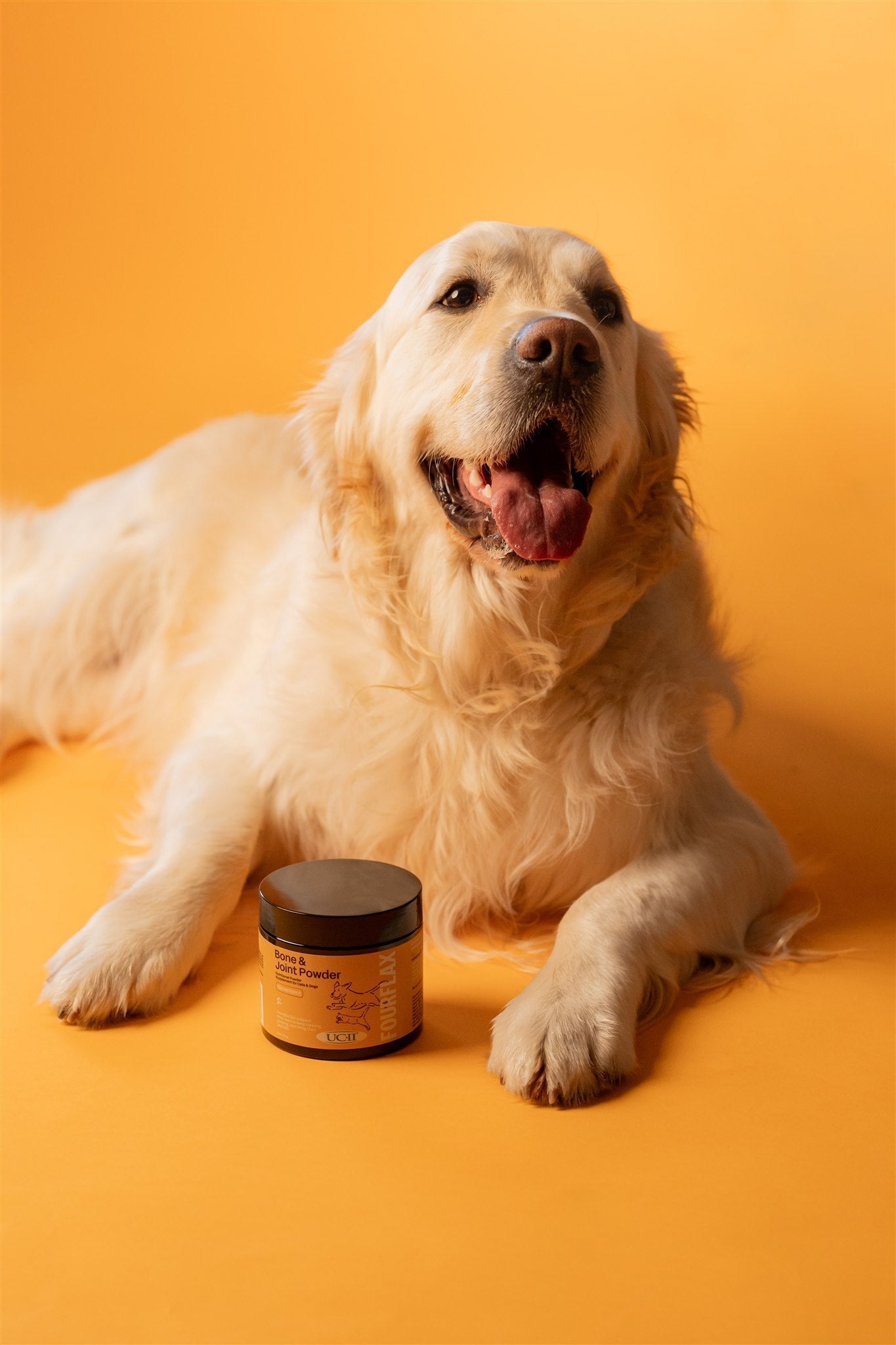 🐾 Simple Ways to Keep Your Dog Moving Comfortably This Winter