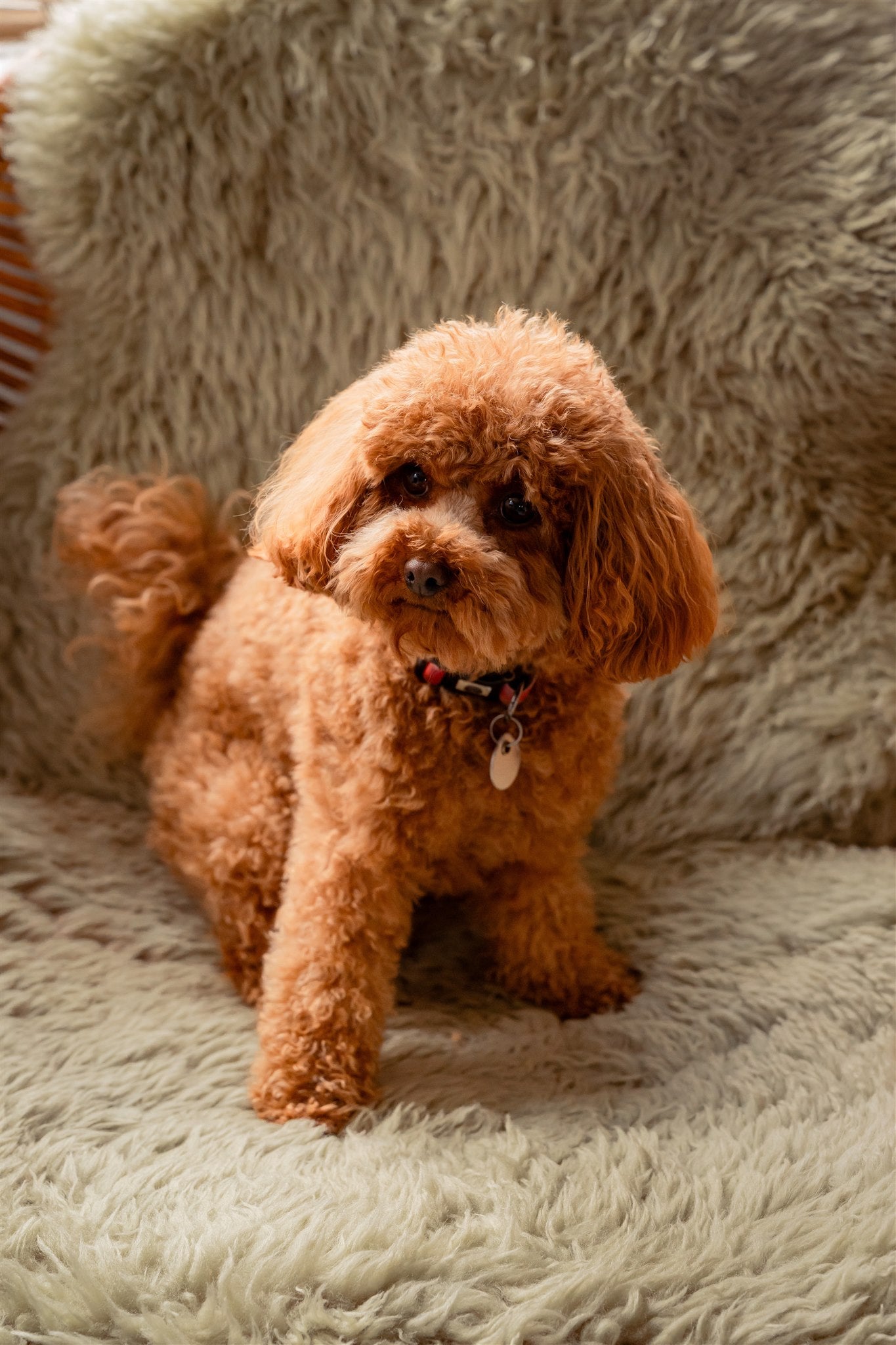 Does My Dog Really Need Supplements?