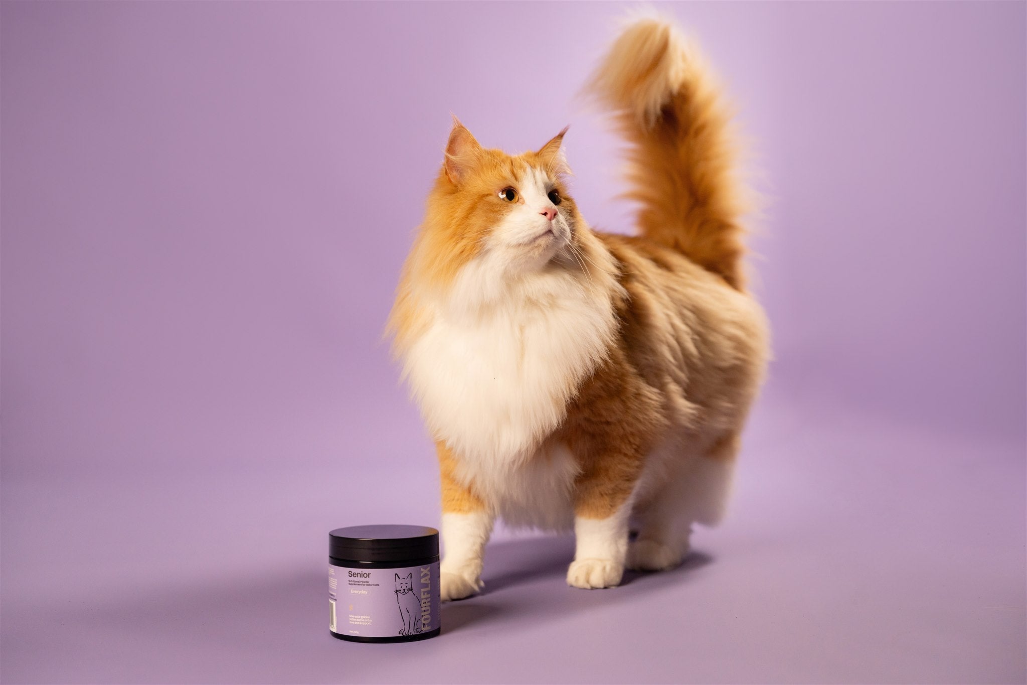 My Cat Drinks Hardly Any Water… Should I Be Worried?