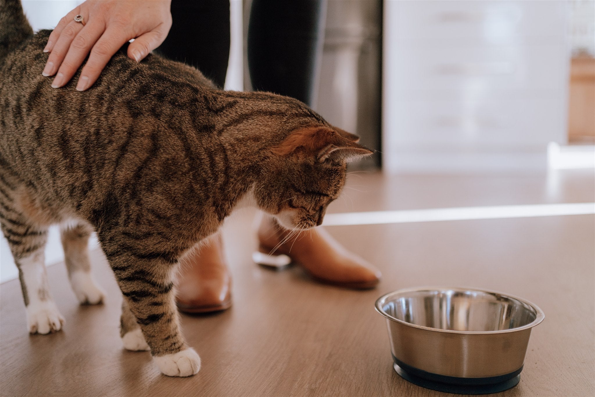 Managing Hairballs –  Understanding and preventing the pesky problem