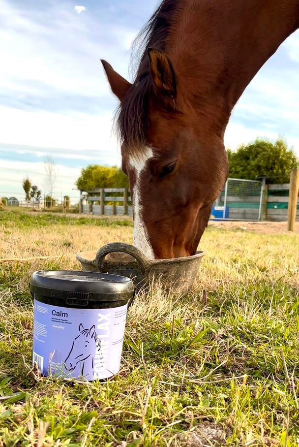 Horse drinking from a water bowl with a 'Calm' supplement container nearby.